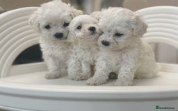 Maltipoo dogs for sale: Adorable Maltipoo Puppies - Image 1