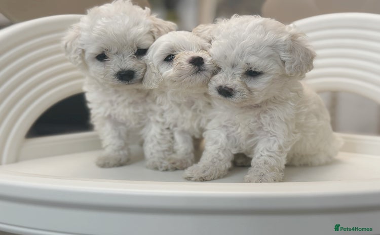Maltipoo dogs for sale - Advert 1