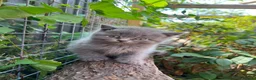 British Shorthair cats for sale: Stunning litter of x7 British short hair kittens  - Advert 7