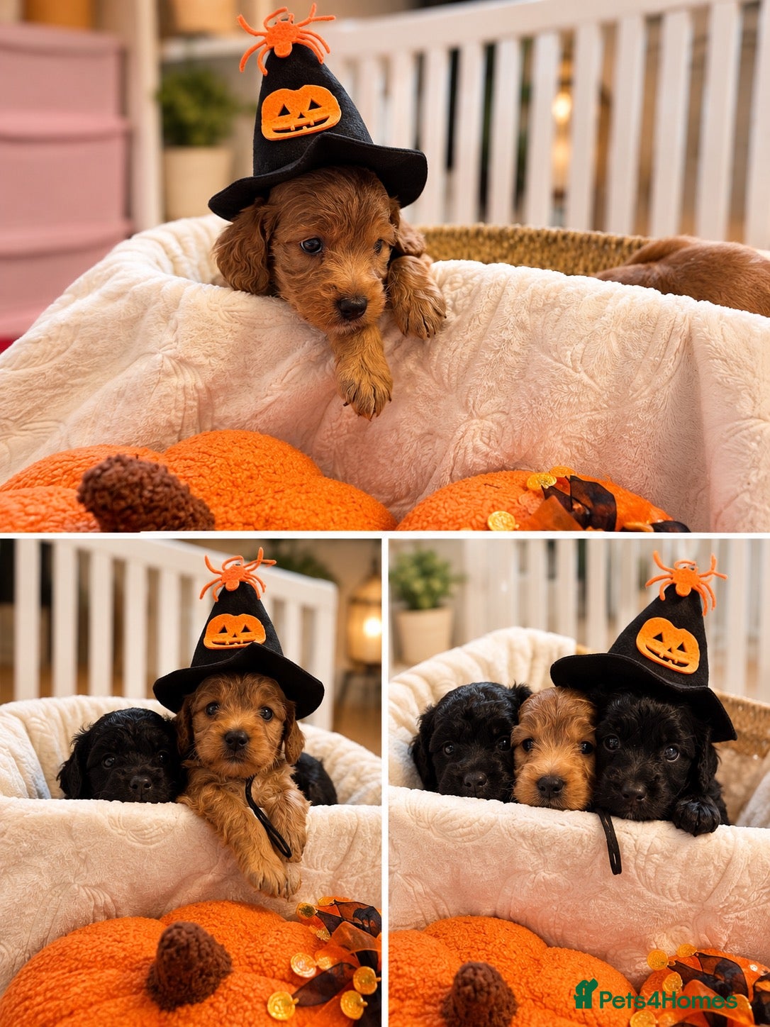 Cockapoo dogs 🐾 GORGEOUS FB1 COCKAPOO PUPPIES 3 boys available  - Advert 17