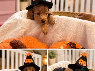 Cockapoo dogs 🐾 GORGEOUS FB1 COCKAPOO PUPPIES 3 boys available - Advert 17