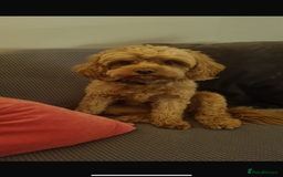 Cavapoo dogs for sale: 6 Beautiful Toy Cavapoo Girls  - Image 29