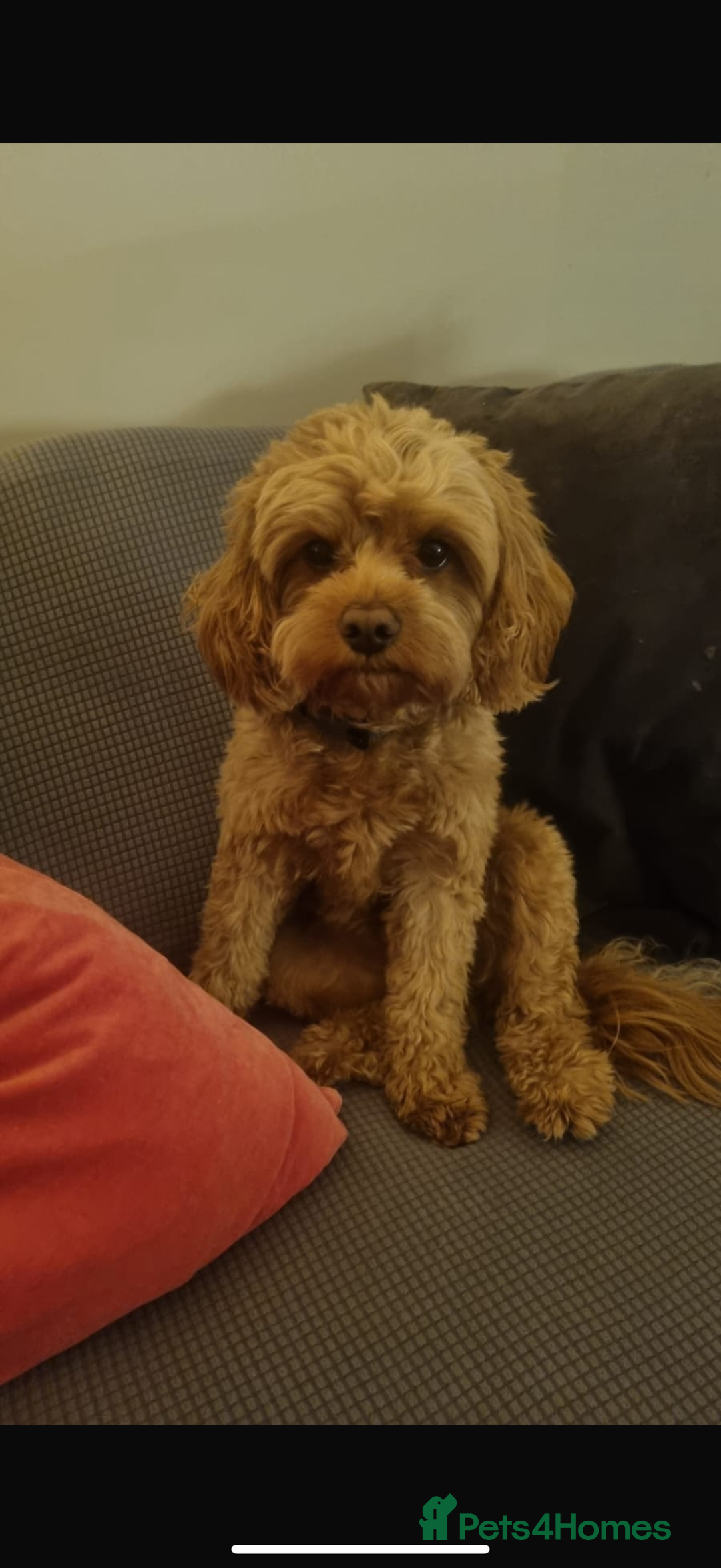 Cavapoo dogs for sale: 6 Beautiful Toy Cavapoo Girls  - Image 29