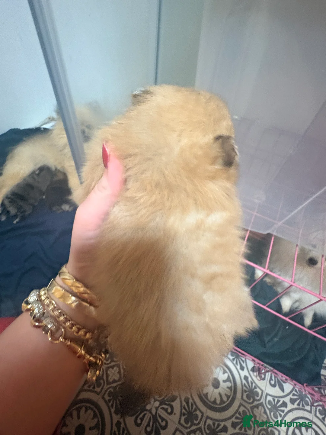 Pomeranian dogs for sale: Beautiful baby Boy fluffy and cuddly  - Advert 4