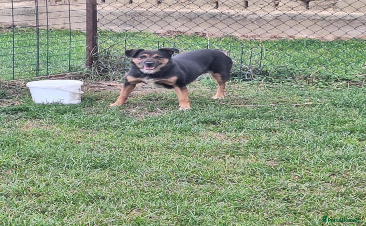 Mixed Breed dogs - Advert 1