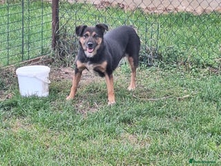 Mixed Breed dogs - Advert 1