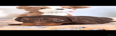 Doxiepoo 4
