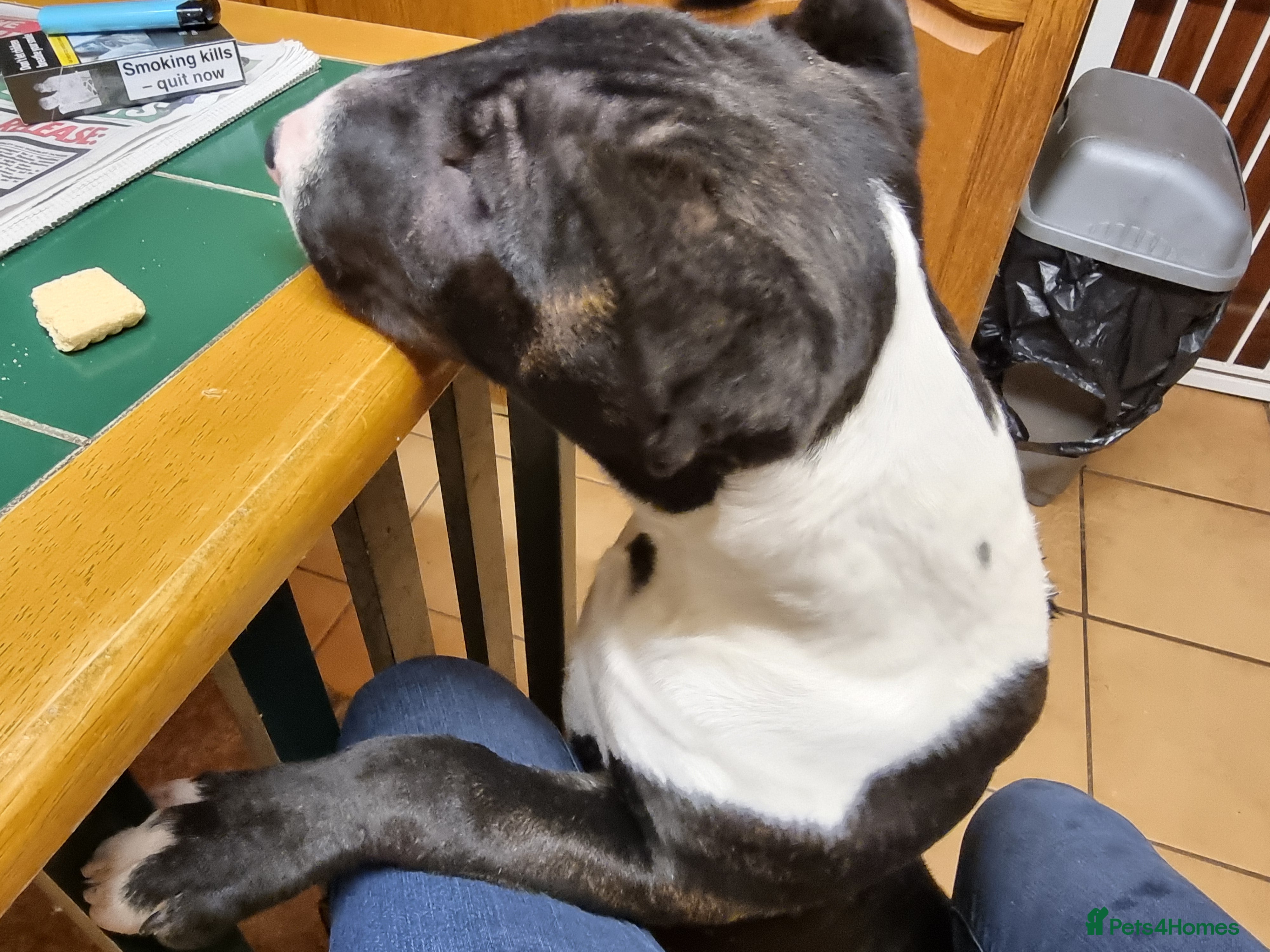 Bull Terrier dogs Bullterrier pup  - Advert 15