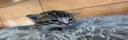 Bengal cats for sale: Beautiful half Bengal kittens - Advert 4
