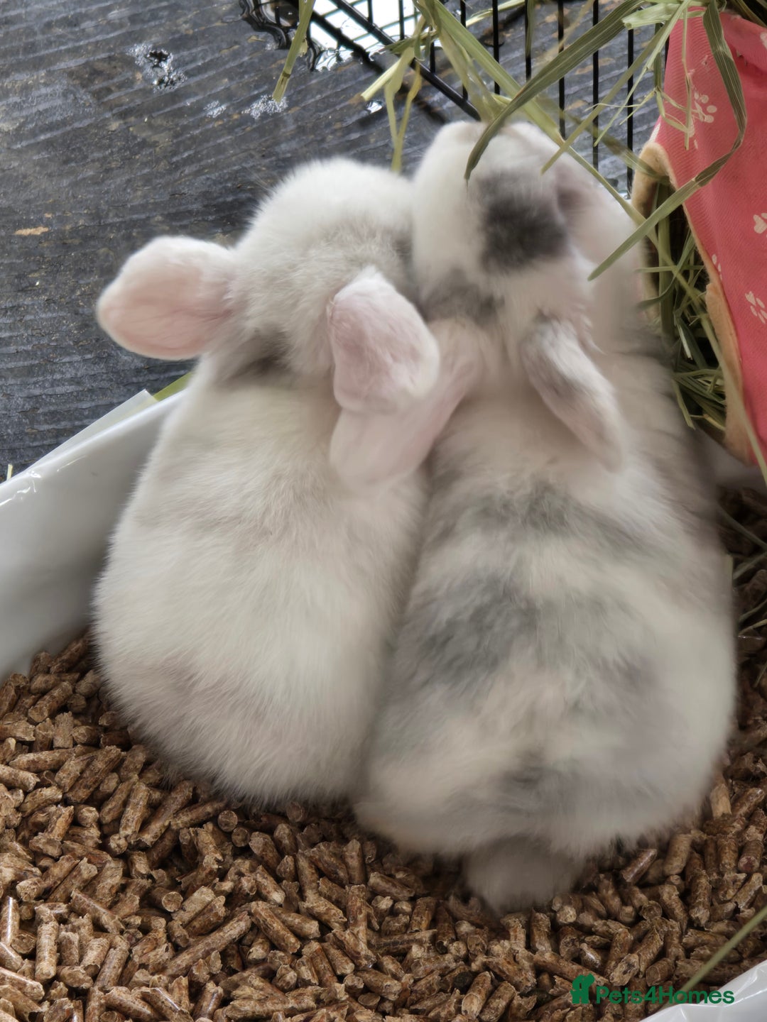 Mini Lop rabbits for sale: 2 gorgeous Mini lop baby girls  - Image 4