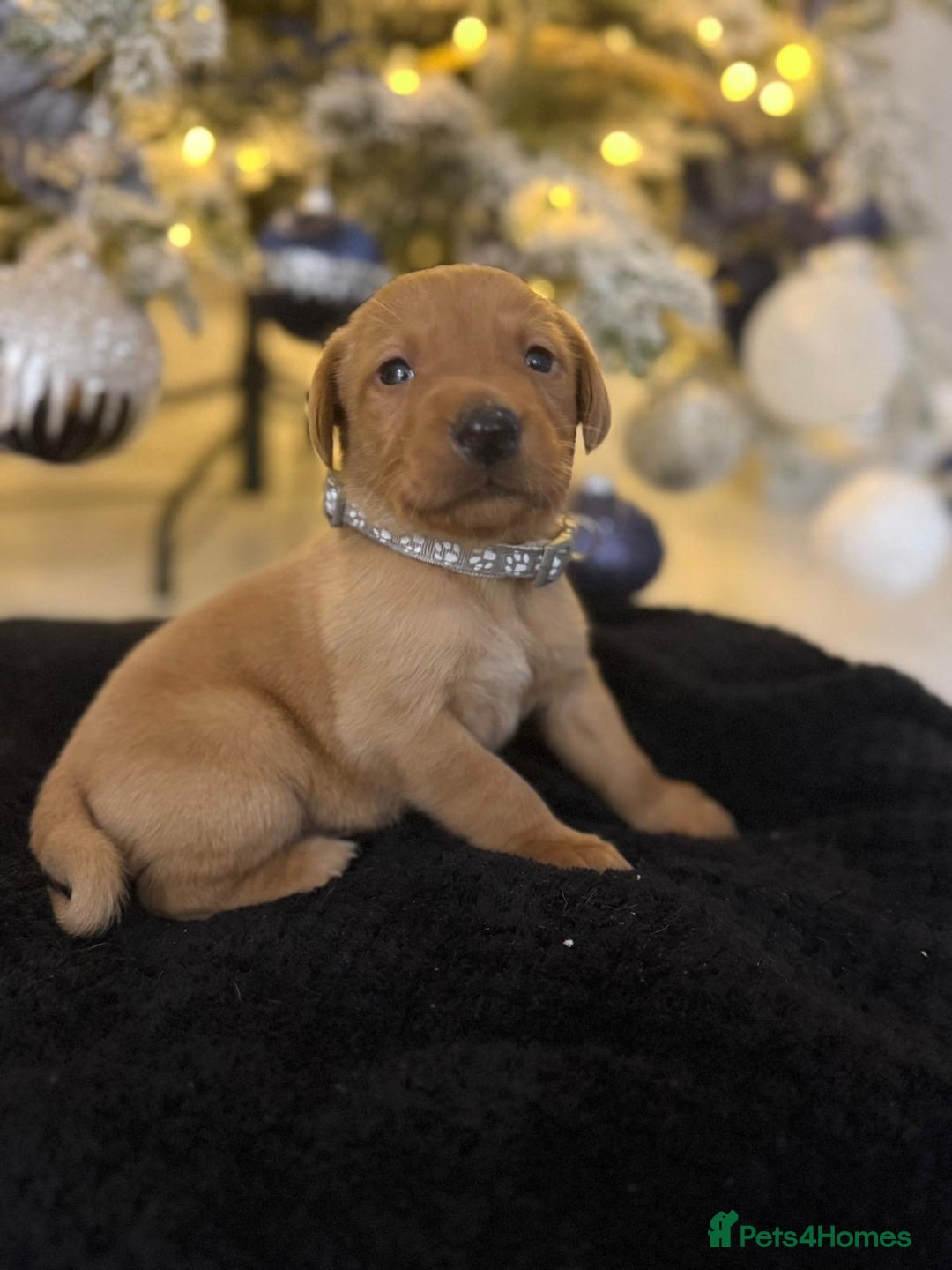 Labrador Retriever dogs for sale: Beautiful fox red puppies  - Advert 13