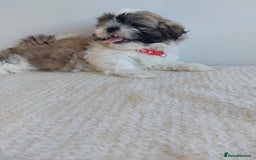 Shih Tzu dogs for sale: Beautiful Shih tzu puppies 🫶🏼 - Image 23
