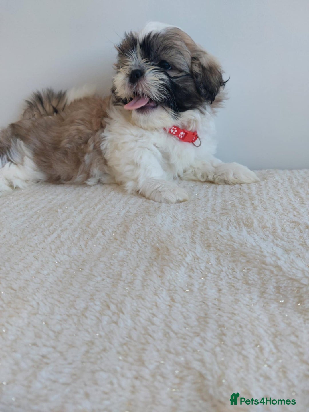 Shih Tzu dogs for sale: Beautiful Shih tzu puppies 🫶🏼 - Image 23