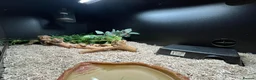 Python Snake reptiles for sale: Royal/Ball Python - with vivarium etc in Worcester - Advert 5