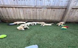 Labrador Retriever dogs for sale: ✨ Stunning chunky Labrador puppies ✨ - Image 13