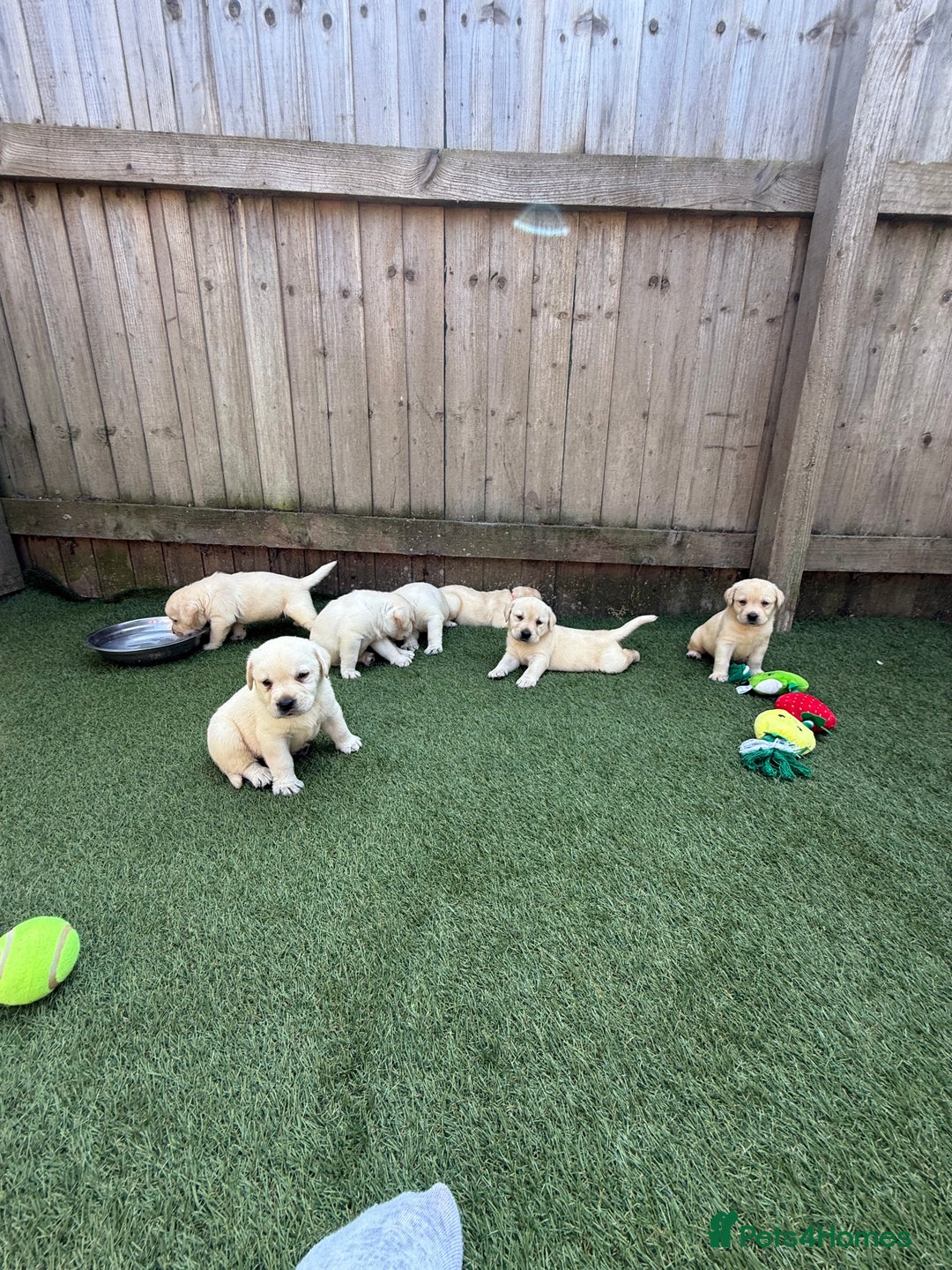 Labrador Retriever dogs for sale: ✨ Stunning chunky Labrador puppies ✨ - Image 13