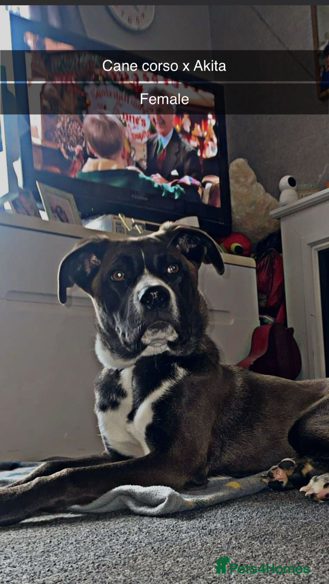 Mixed Breed dogs for sale: Finding her a forever home 🏡  - Image 4