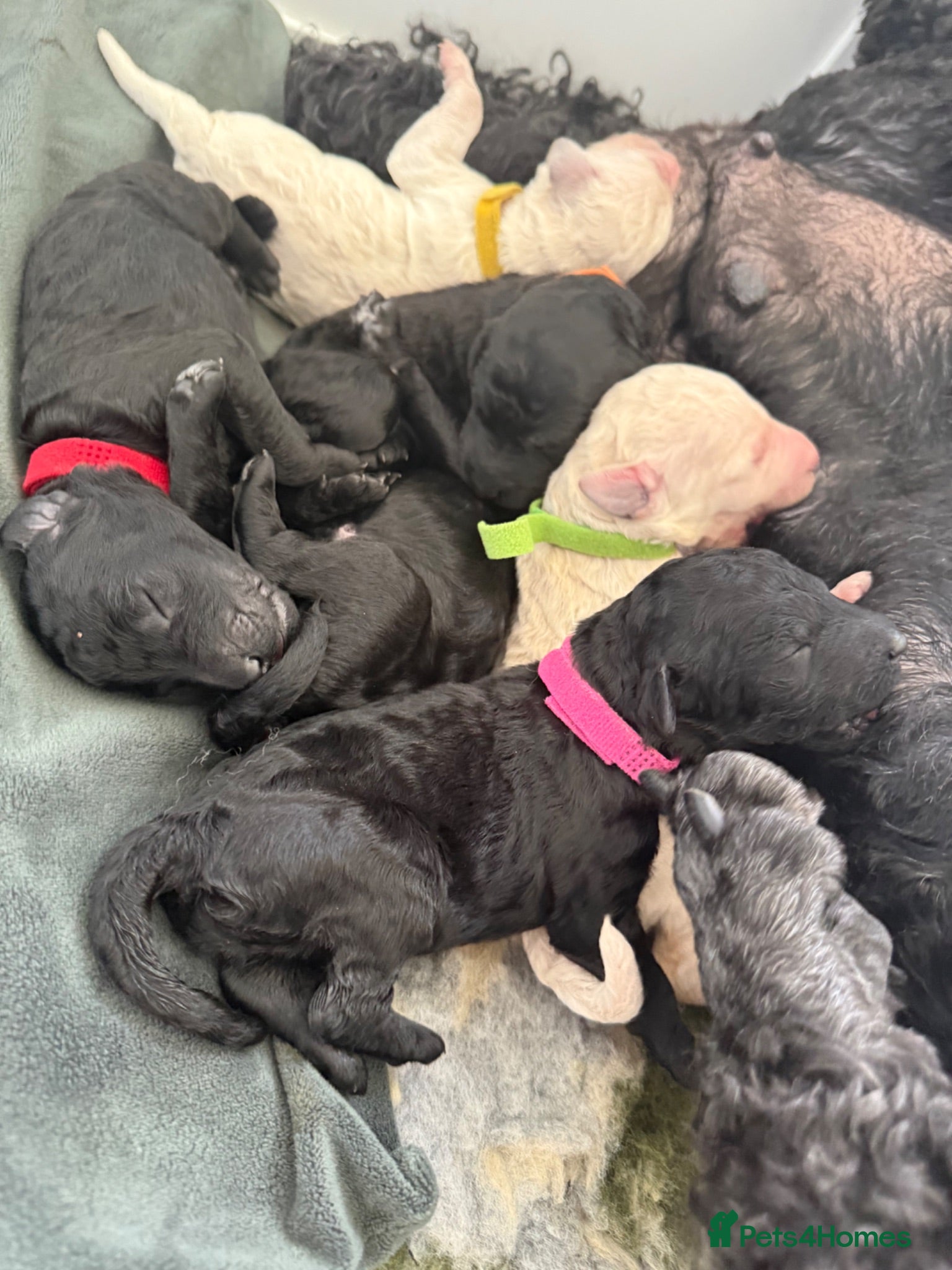 Standard Poodle dogs KC Registered Show Quality Standard Poodle Puppies - Advert 1