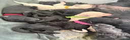 Standard Poodle dogs for sale: KC Registered Show Quality Standard Poodle Puppies - Advert 1