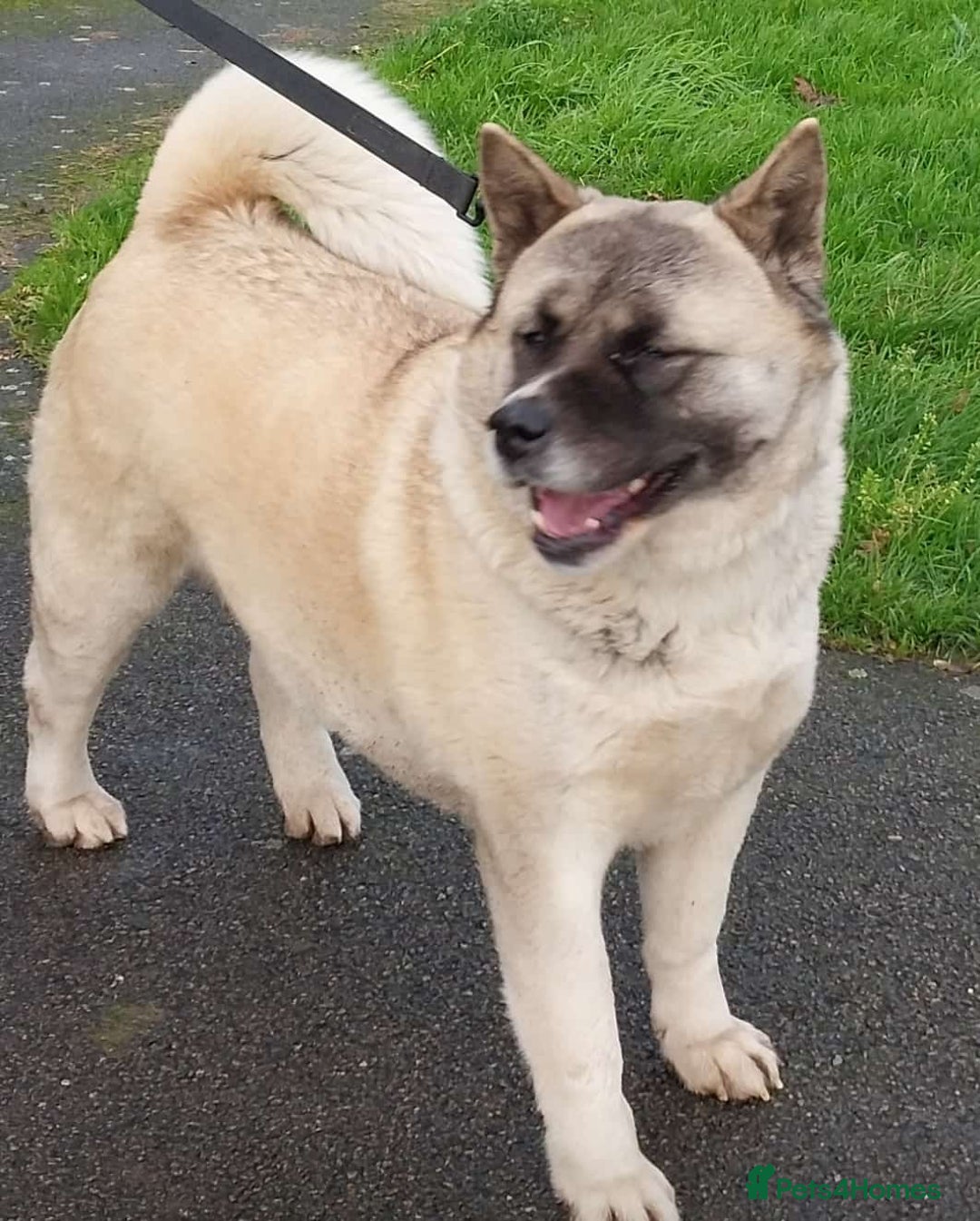 Akita dogs for sale: Beautiful Show line American Akita - Image 2