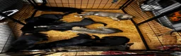 German Shepherd dogs for sale: Litter German shepherd puppies  in Leicester - Advert 5