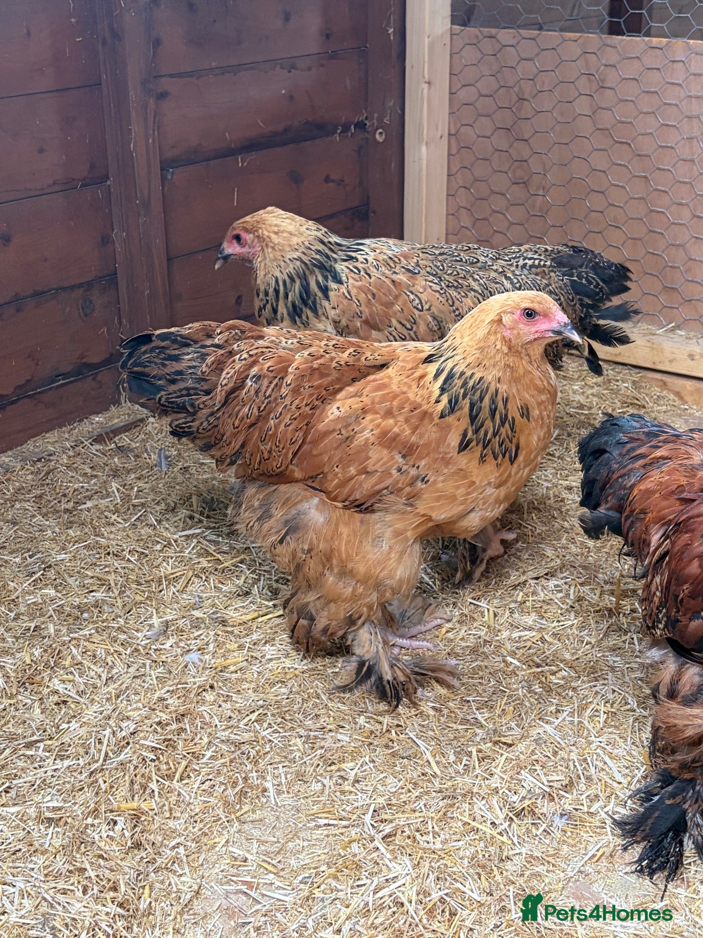 Chickens poultry Guaranteed Female Pure Breeds Chickens  - Advert 2