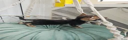 Bengal cats for sale: Stunning Bengal Kittens - Advert 20