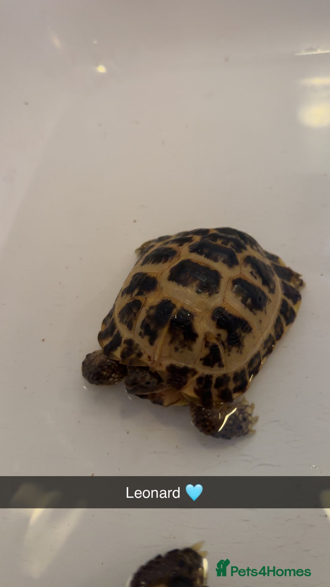 Tortoise reptiles for sale: 3 year old horsfield tortoise brothers for sale  - Advert 2