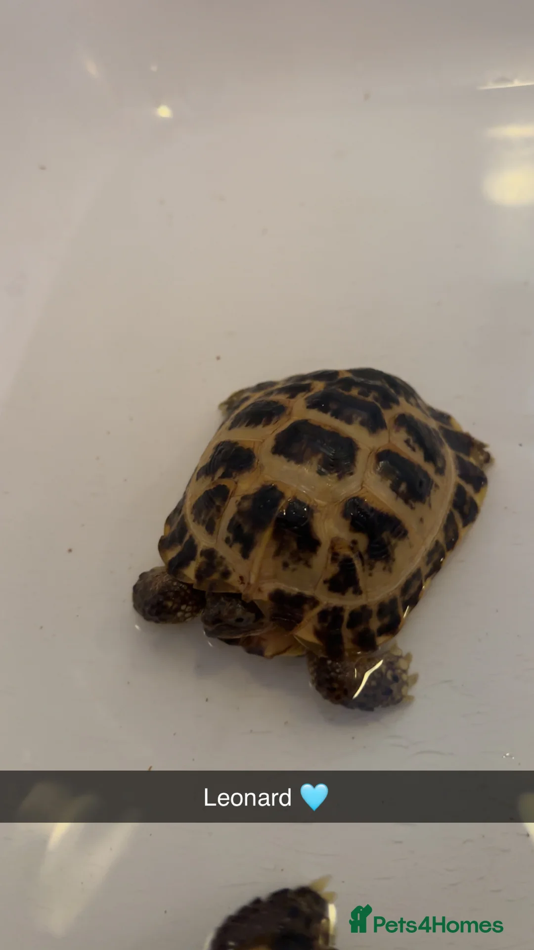 Tortoise reptiles for sale: 3 year old horsfield tortoise brothers for sale  - Advert 2