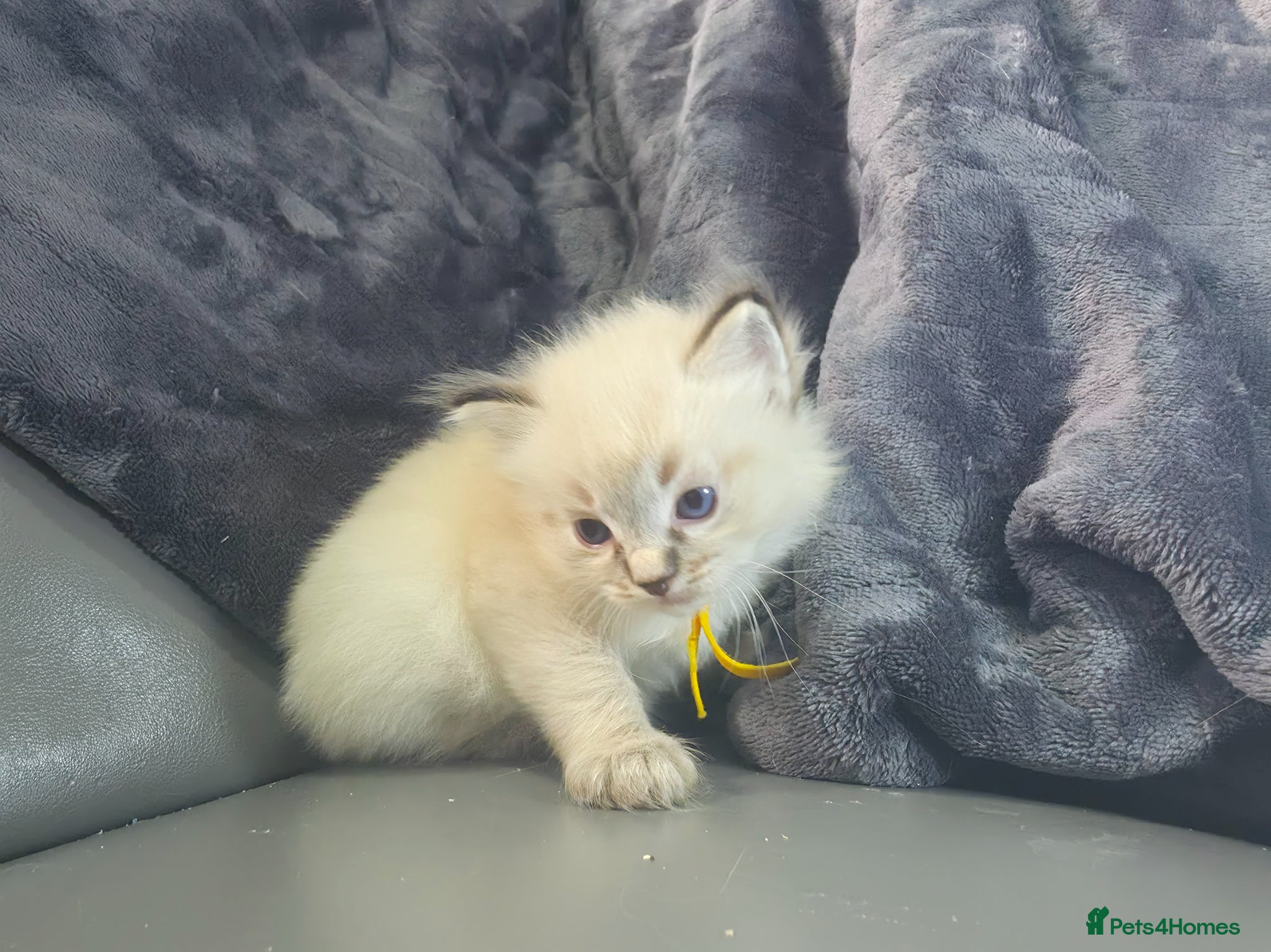 Ragdoll cats 2 female ragdoll looking for their forever laps - Advert 6