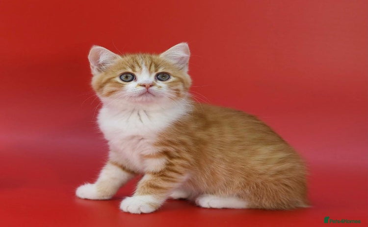 Scottish Fold cats LICENSED CATTERY, PURE BREED TOP QUALITY KITTENS - Advert 5