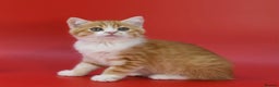 Scottish Fold cats for sale: LICENSED CATTERY, PURE BREED TOP QUALITY KITTENS - Advert 3