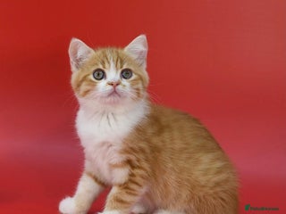 Scottish Fold cats LICENSED CATTERY, PURE BREED TOP QUALITY KITTENS - Advert 7