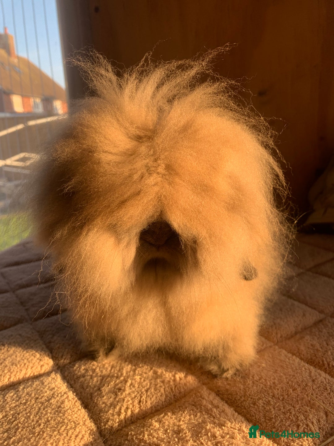Mini Lion Lop rabbits for sale: Double mane lionlops ready now - Image 17