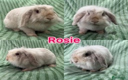 Mini Lion Lop rabbits for sale: 5 fluffy baby rabbits and an adult doe - Image 1