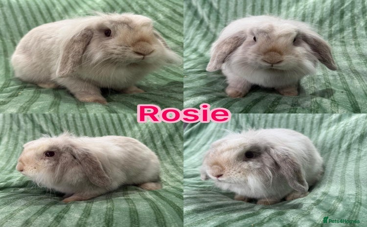 Mini Lion Lop rabbits - Advert 1