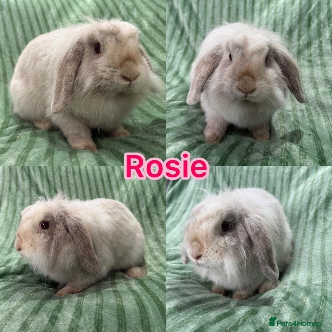 Mini Lion Lop rabbits for sale: 5 fluffy baby rabbits and an adult doe - Image 1