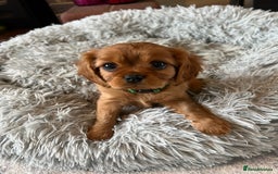 Cavalier King Charles Spaniel dogs for sale: Beautiful KC reg ruby puppies, home reared - Advert 7