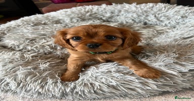 Cavalier King Charles Spaniel dogs - Advert 15
