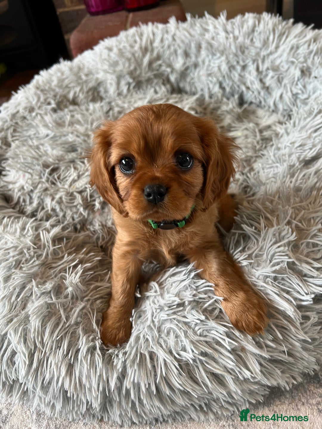 Cavalier King Charles Spaniel dogs for sale: Beautiful KC reg ruby puppies, home reared - Advert 7