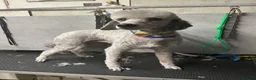 Miniature Poodle dogs for sale: KC registered miniature poodles  - Advert 10