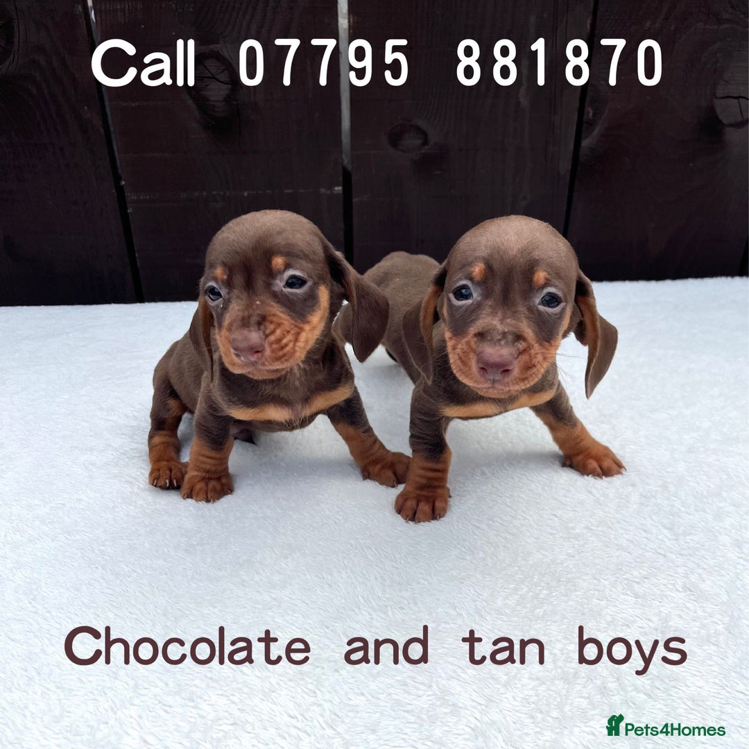 Miniature Dachshund dogs for sale: Dachshund puppies 5Boys  - Image 14