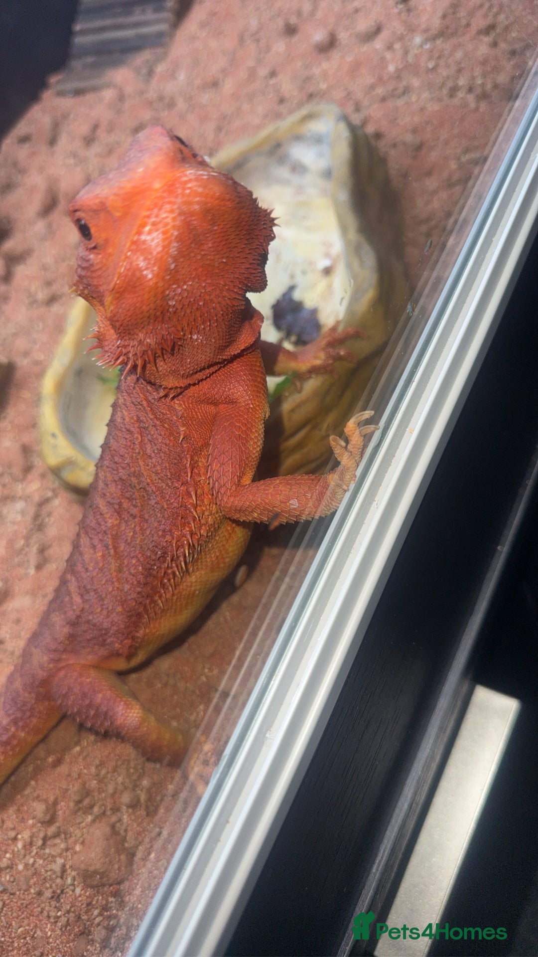 Bearded Dragon reptiles for sale: Red beaded dragon  - Image 2