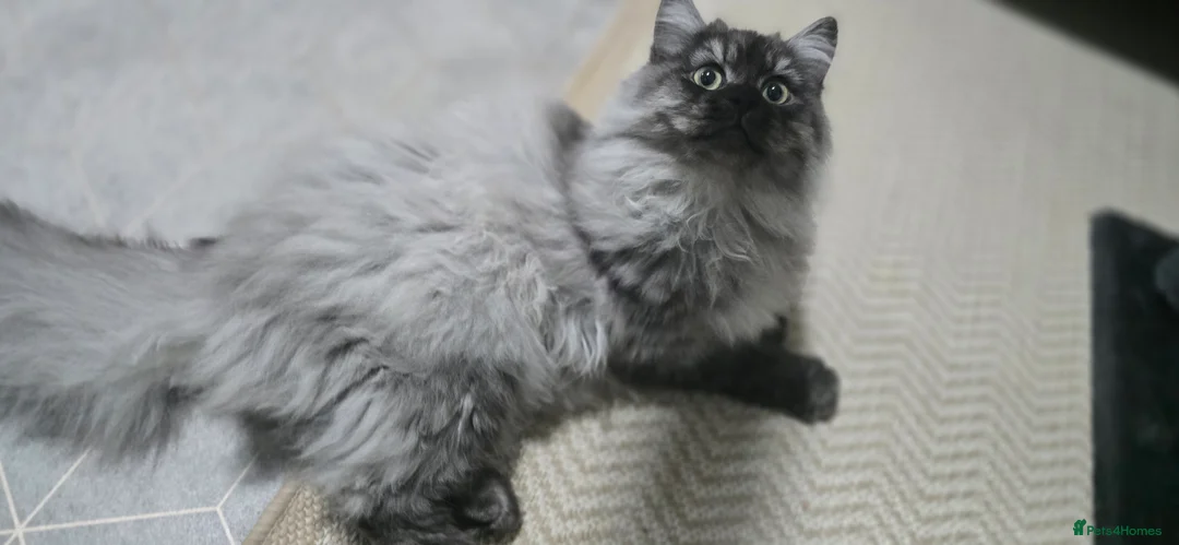 Persian cats for stud: Doll face persian stud only proven stud  - Advert 2