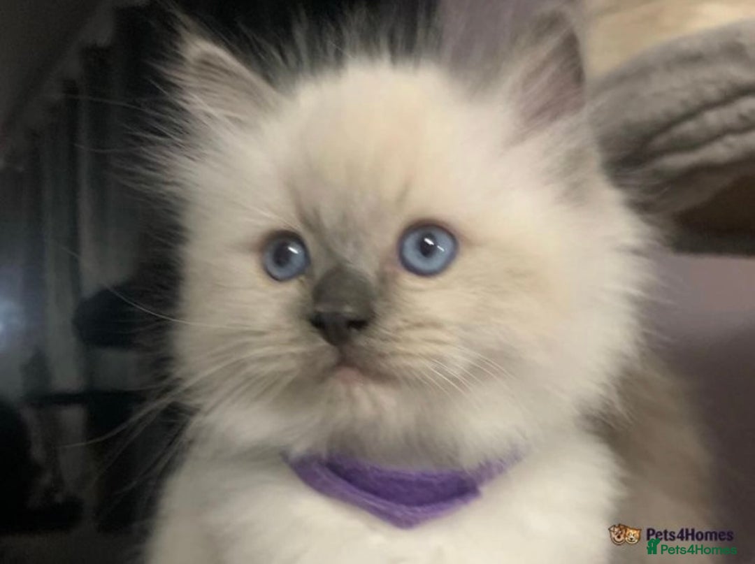Ragdoll cats for sale: Pure Bluepoint Ragdoll kittens - Image 8