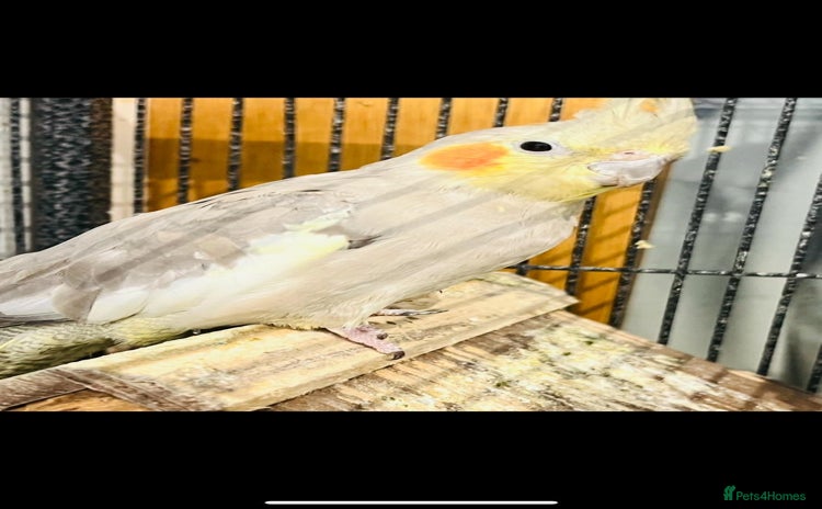 Cockatiels birds - Advert 4