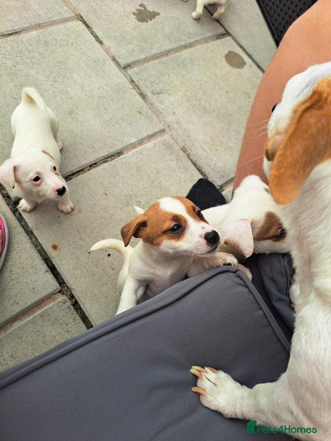 Jack Russell dogs for sale: Jolly Joyful Jack Russells  - Image 6