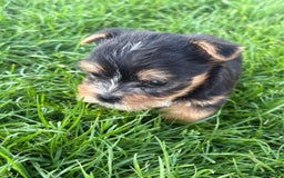 Chorkie dogs for sale: 3 beautiful chorkie puppies for sale - Image 4