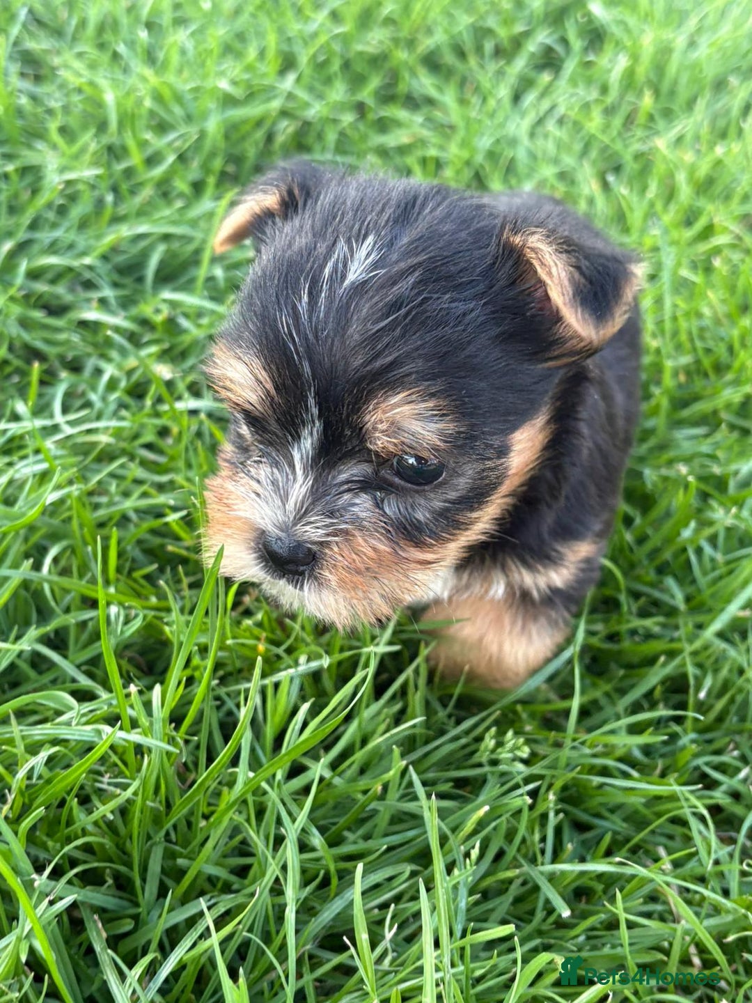 Chorkie dogs for sale: 3 beautiful chorkie puppies for sale - Image 4