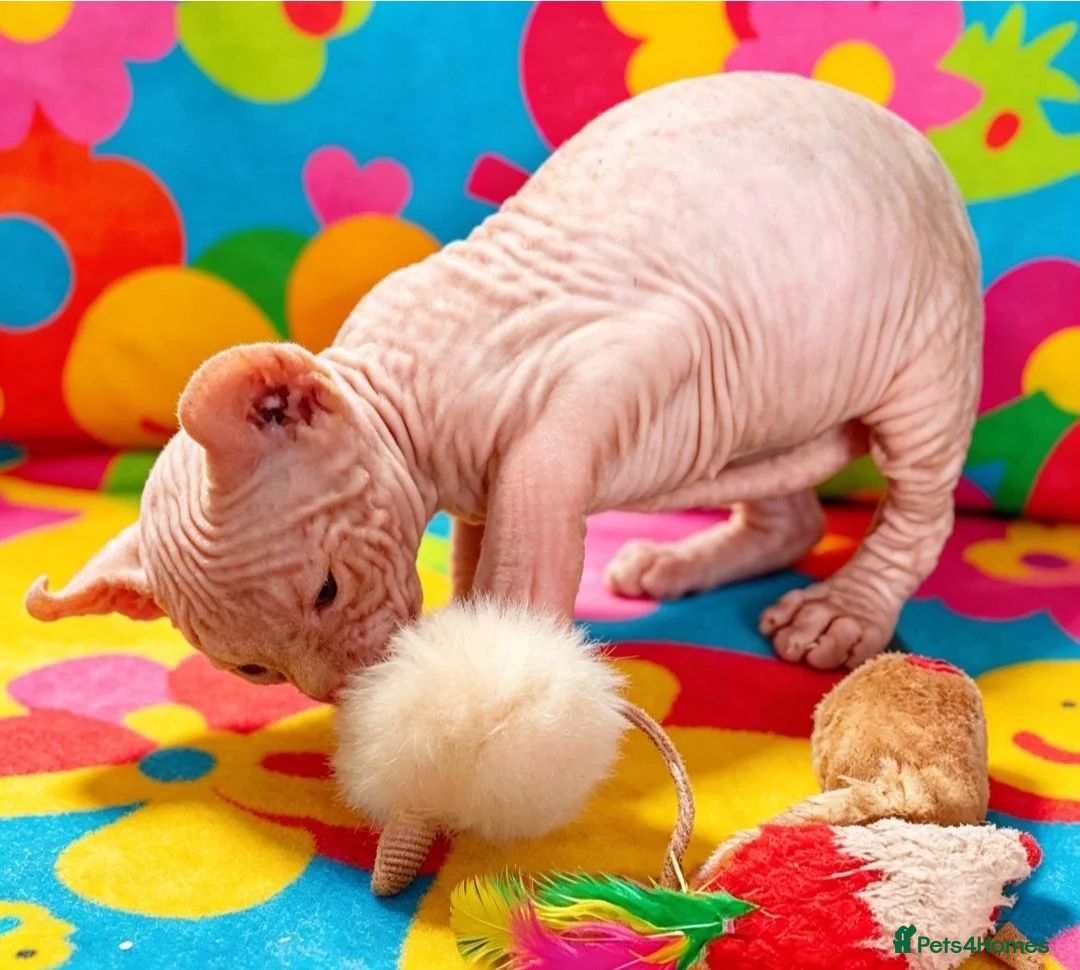 Sphynx cats for sale: GORGEOUS ELF EARED SPHYNX BOY KITTEN  - Advert 2